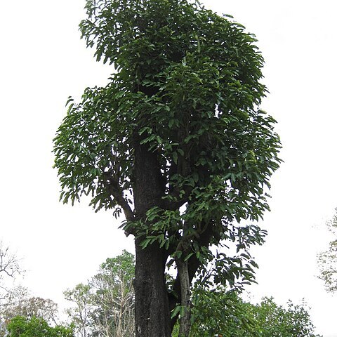 Diospyros castanea unspecified picture