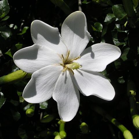 Gardenia thunbergia unspecified picture