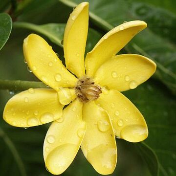 Gardenia tubifera unspecified picture