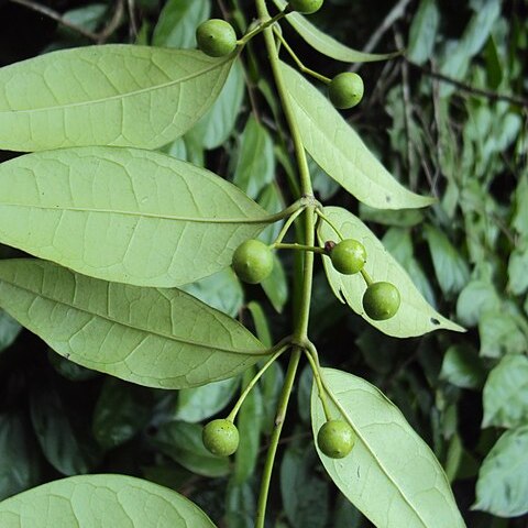 Gardneria ovata unspecified picture