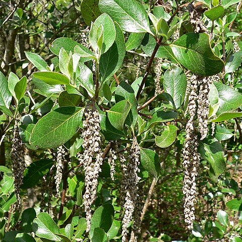 Garrya buxifolia unspecified picture