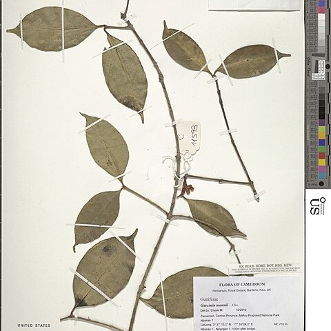 Garcinia mannii unspecified picture