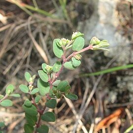 Euphorbia garberi unspecified picture