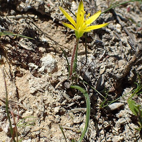 Gagea fibrosa unspecified picture