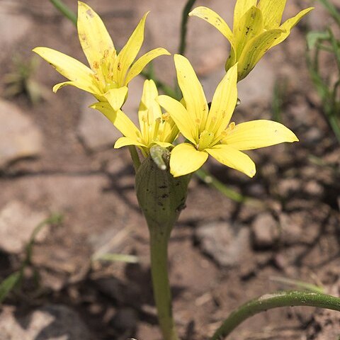 Gagea glacialis unspecified picture