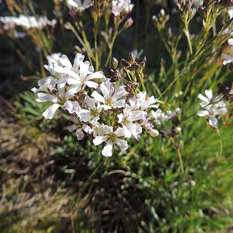 Gypsophila uralensis unspecified picture