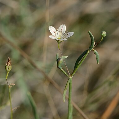 Gypsophila capillaris unspecified picture