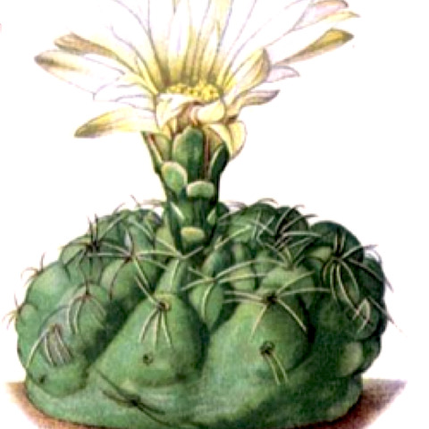 Gymnocalycium leptanthum unspecified picture