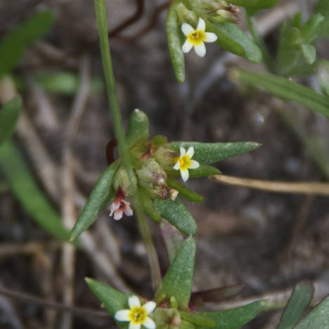 Gymnosteris parvula unspecified picture