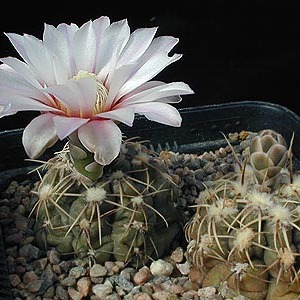 Gymnocalycium amerhauseri unspecified picture