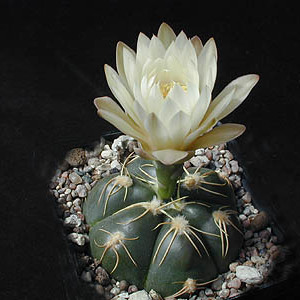 Gymnocalycium denudatum unspecified picture