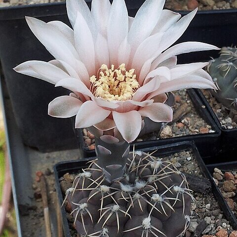 Gymnocalycium robustum unspecified picture