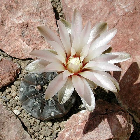 Gymnocalycium berchtii unspecified picture