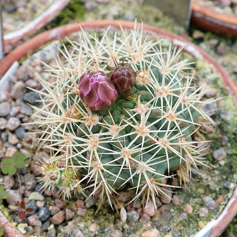 Gymnocalycium neuhuberi unspecified picture