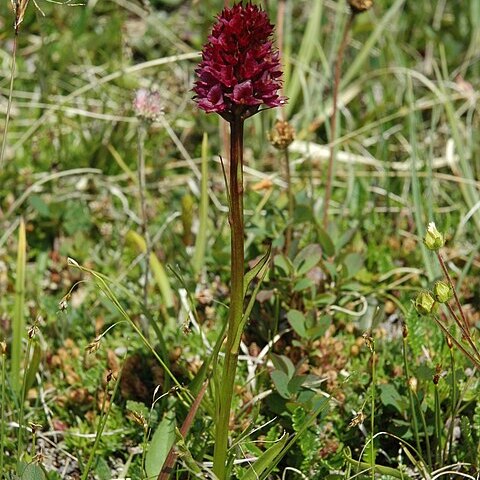 Gymnadenia runei unspecified picture