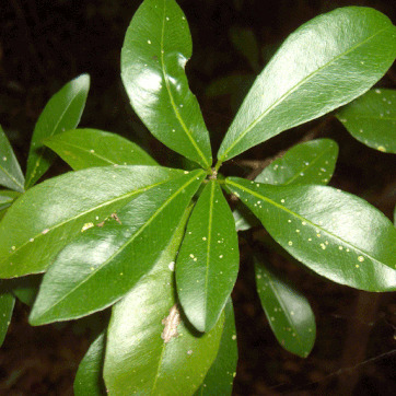 Gymnanthes unspecified picture