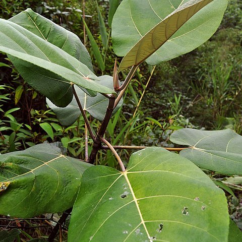 Ficus padana unspecified picture