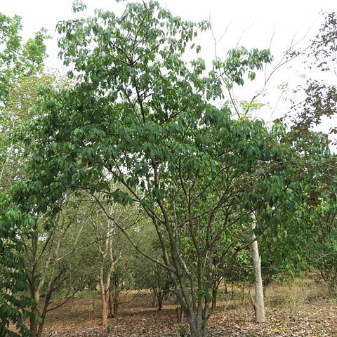 Ficus tsjakela unspecified picture