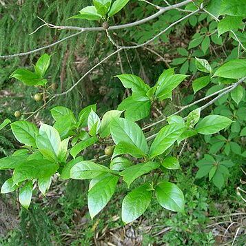 Ficus erecta unspecified picture