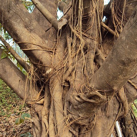 Ficus drupacea unspecified picture