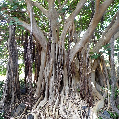 Ficus vasta unspecified picture