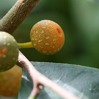 Ficus sinuata unspecified picture