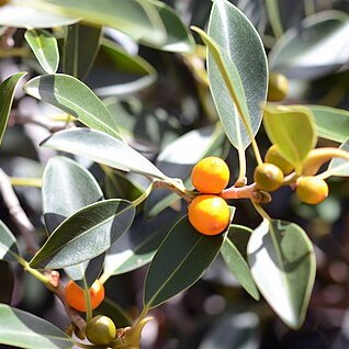 Ficus brachypoda unspecified picture