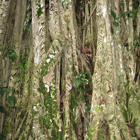 Ficus ottoniifolia unspecified picture