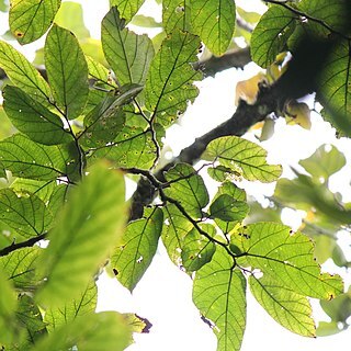 Ficus odorata unspecified picture