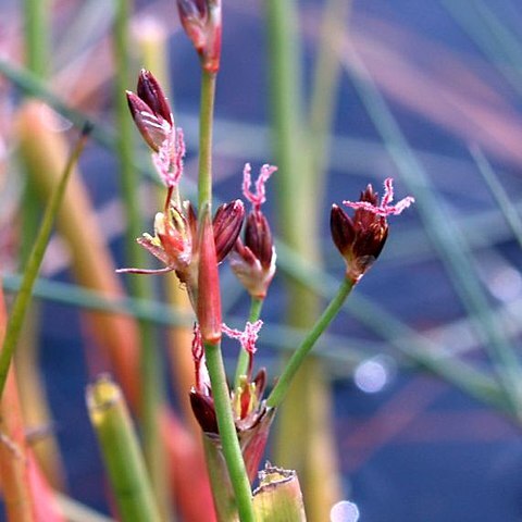 Juncus heterophyllus unspecified picture