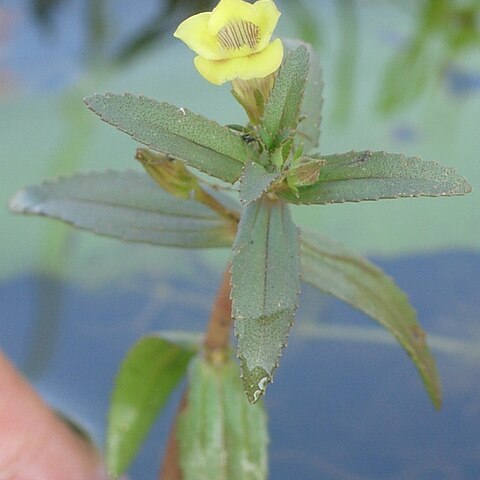 Limnophila unspecified picture