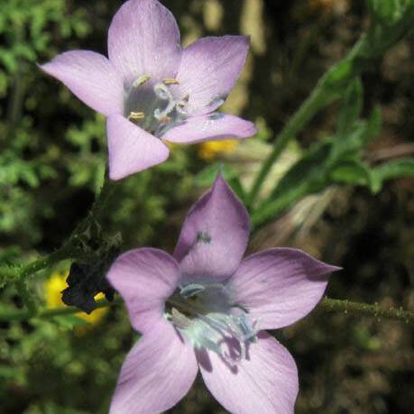 Saltugilia splendens unspecified picture