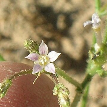 Gilia sinuata unspecified picture