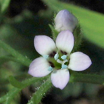 Gilia clivorum unspecified picture