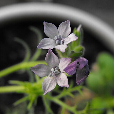 Gilia nevinii unspecified picture