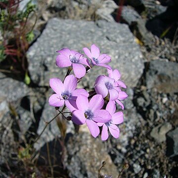 Gilia latiflora unspecified picture