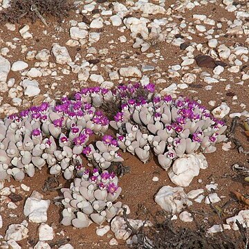 Gibbaeum pubescens unspecified picture