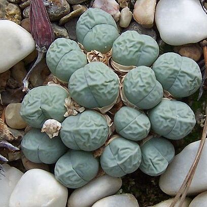 Gibbaeum petrense unspecified picture