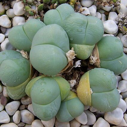 Gibbaeum heathii unspecified picture