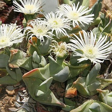 Gibbaeum schwantesii unspecified picture