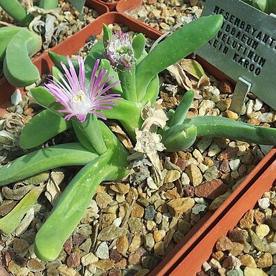 Gibbaeum velutinum unspecified picture