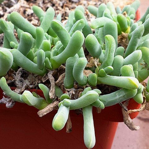 Gibbaeum geminum unspecified picture