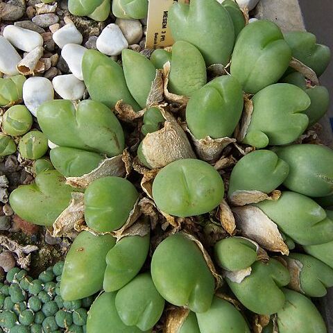 Gibbaeum nuciforme unspecified picture