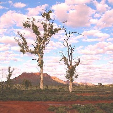 Corymbia aparrerinja unspecified picture