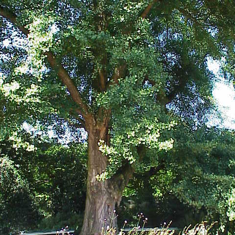 Ginkgo unspecified picture