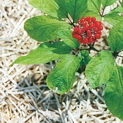 Panax ginseng unspecified picture