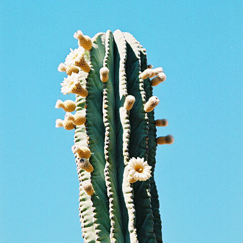 Pachycereus unspecified picture