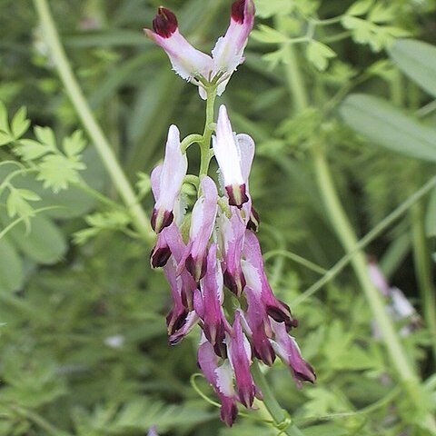 Fumaria purpurea unspecified picture