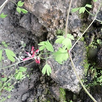 Fumaria coccinea unspecified picture