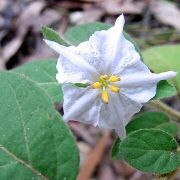 Solanum densevestitum unspecified picture